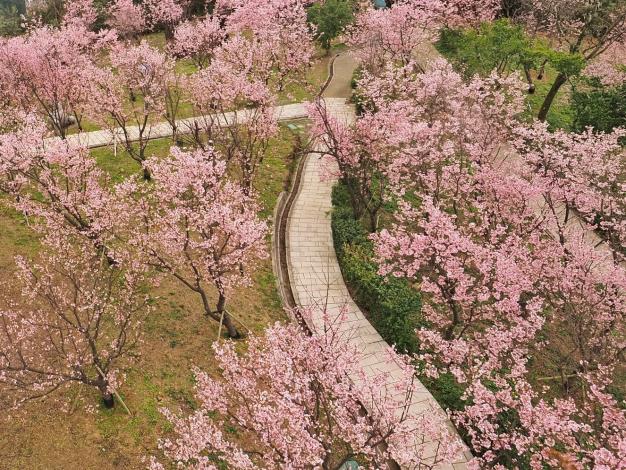 照片3：由高空觀賞指南風景區櫻花