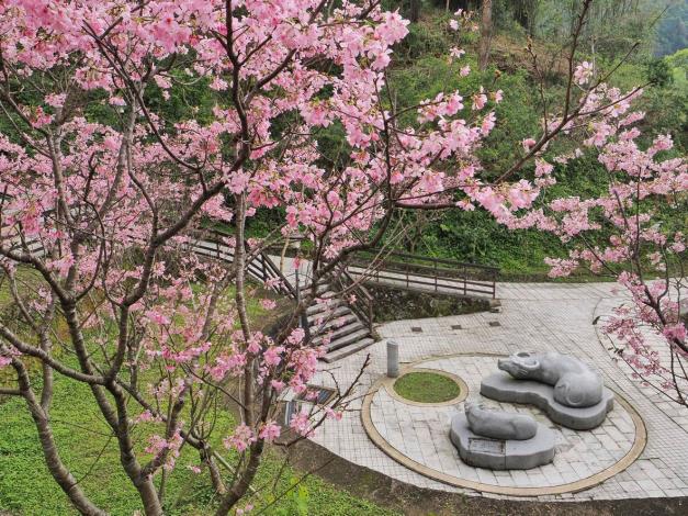 照片10：指南風景區櫻花