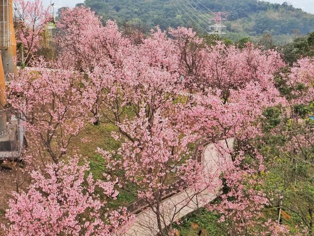 指南風景區櫻花(2)