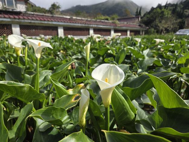 照片3海芋田