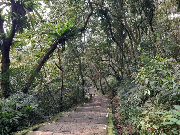 照片04-虎山自然步道沿途綠樹成蔭