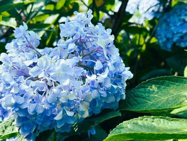 6_藍色繡球花