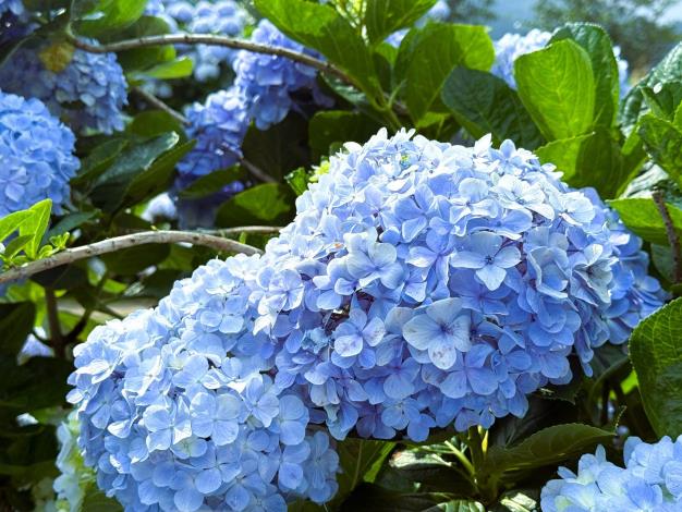 7_藍色繡球花