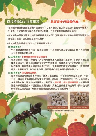 荔枝椿象宣導摺頁-02
