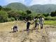 Photo 1-Re-cultivation of original rice fields on the roadside of Zhuzi Lake