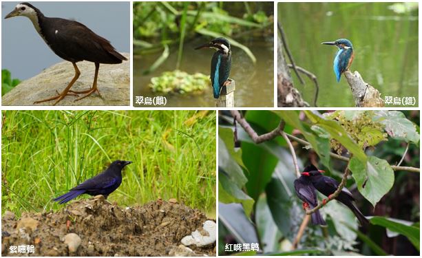 發現鳥類回歸蹤跡 發現鳥類回歸蹤跡