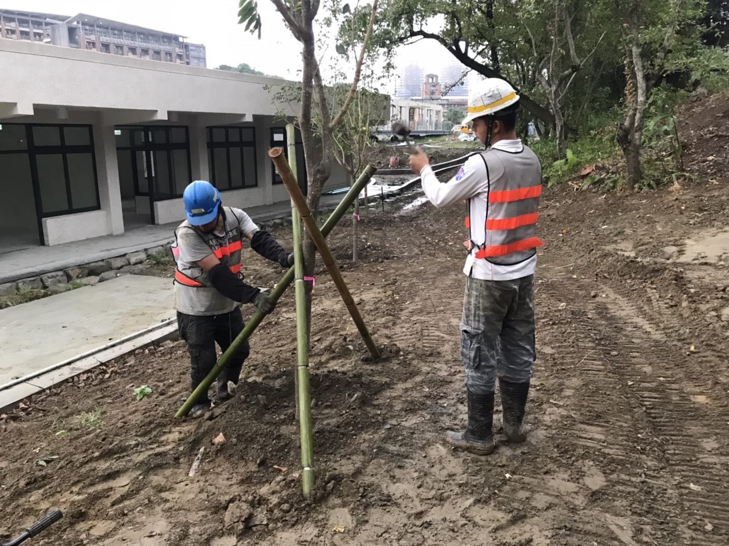 喬木植栽並架設支撐 喬木植栽並架設支撐