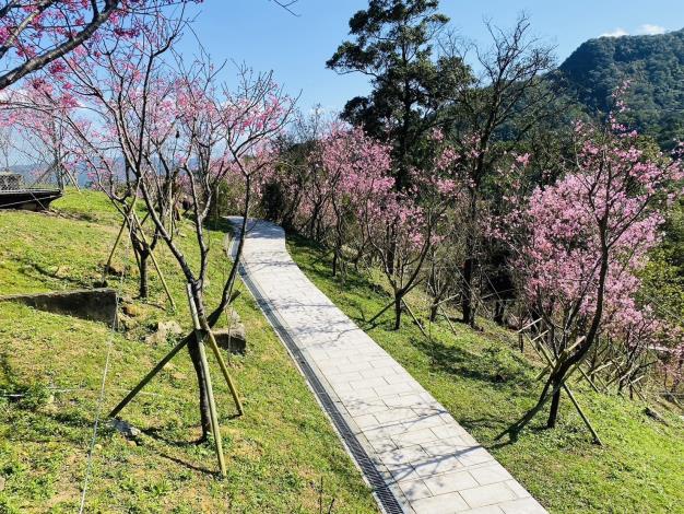 Photo 11 Cherry blossoms along the blessing trail in Zhinan Scenic Area bloom