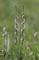 最小蘭花「綬草」於清明節在山水綠生態公園悄然登場