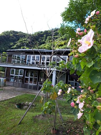 臺北市環保局山水綠生態公園內山芙蓉正值開花季節2