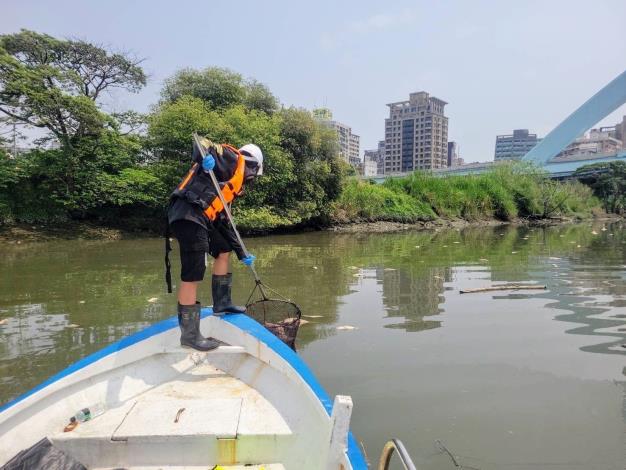 新店溪溶氧不足致魚群死亡，臺北市水利處打撈死亡魚體