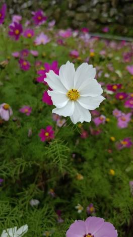 臺北市環保局山水綠生態公園種植四季皆宜的波斯菊-3