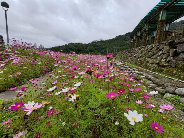 臺北市環保局山水綠生態公園種植四季皆宜的波斯菊-4