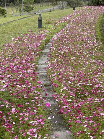 臺北市環保局山水綠生態公園種植四季皆宜的波斯菊-2