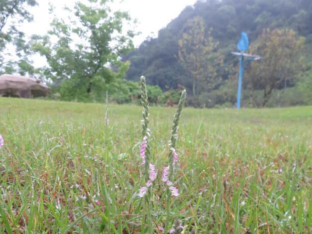 臺北市環保局南港山水綠生態公園綬草綻放-1