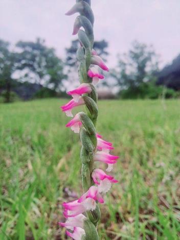 臺北市環保局南港山水綠生態公園綬草綻放-3