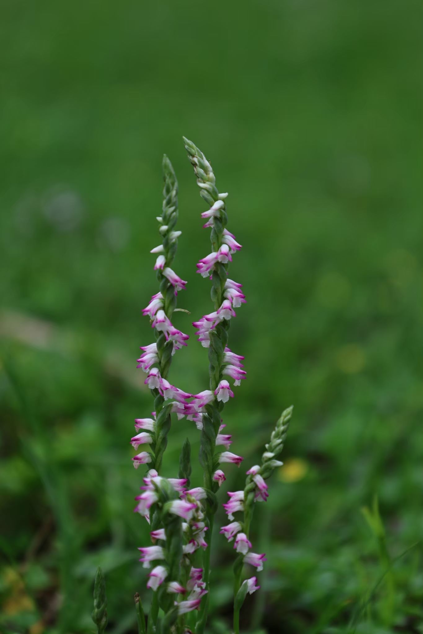 臺北市環保局南港區山水綠生態公園綬草現蹤-1