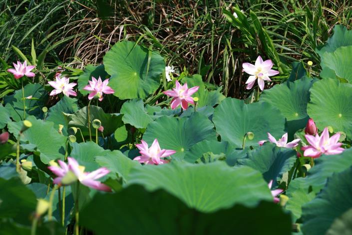 山水綠生態公園荷花-2