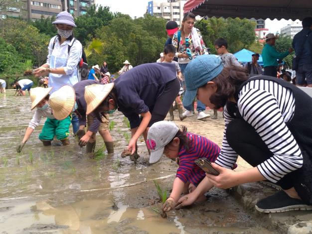 民眾學習種稻
