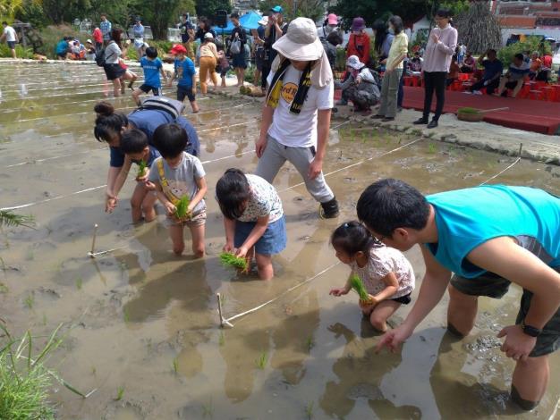 小孩學習種稻