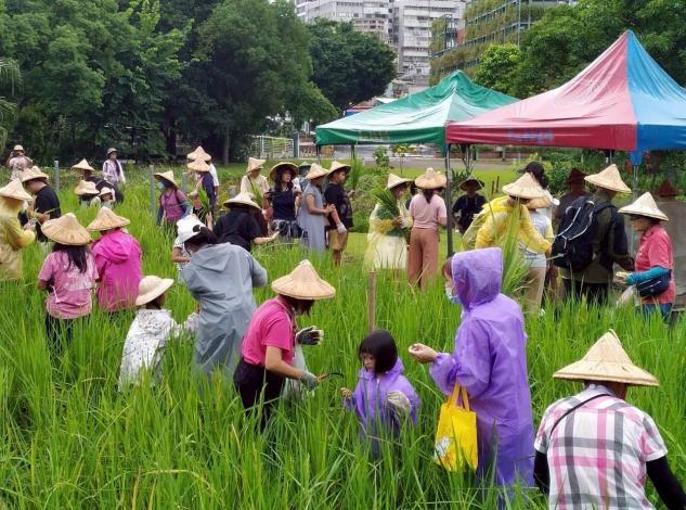 客家農場義工教導民眾體驗割稻方式2_0