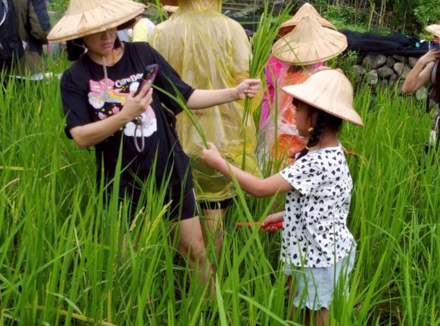 親子參與客家農場割稻活動_0