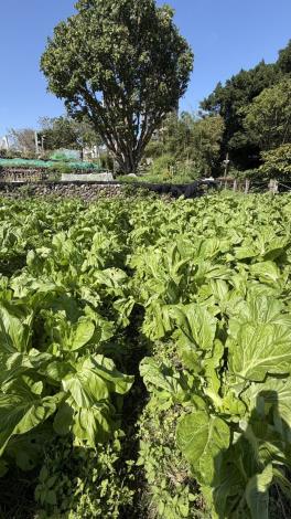 6-300株芥菜準備收成醃成鹹菜_0