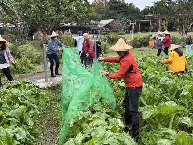 4-眾人一起掀開防蟲網準備採收_0