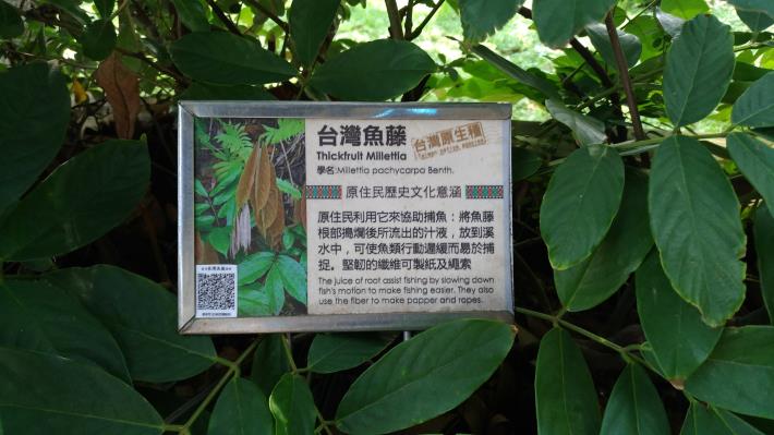 原民風味館原住民傳統植物展示區解說牌皆附有QR-CORD,民眾可用手機掃瞄獲得更多資訊。