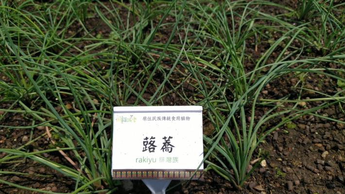 原住民傳統作物-蕗蕎