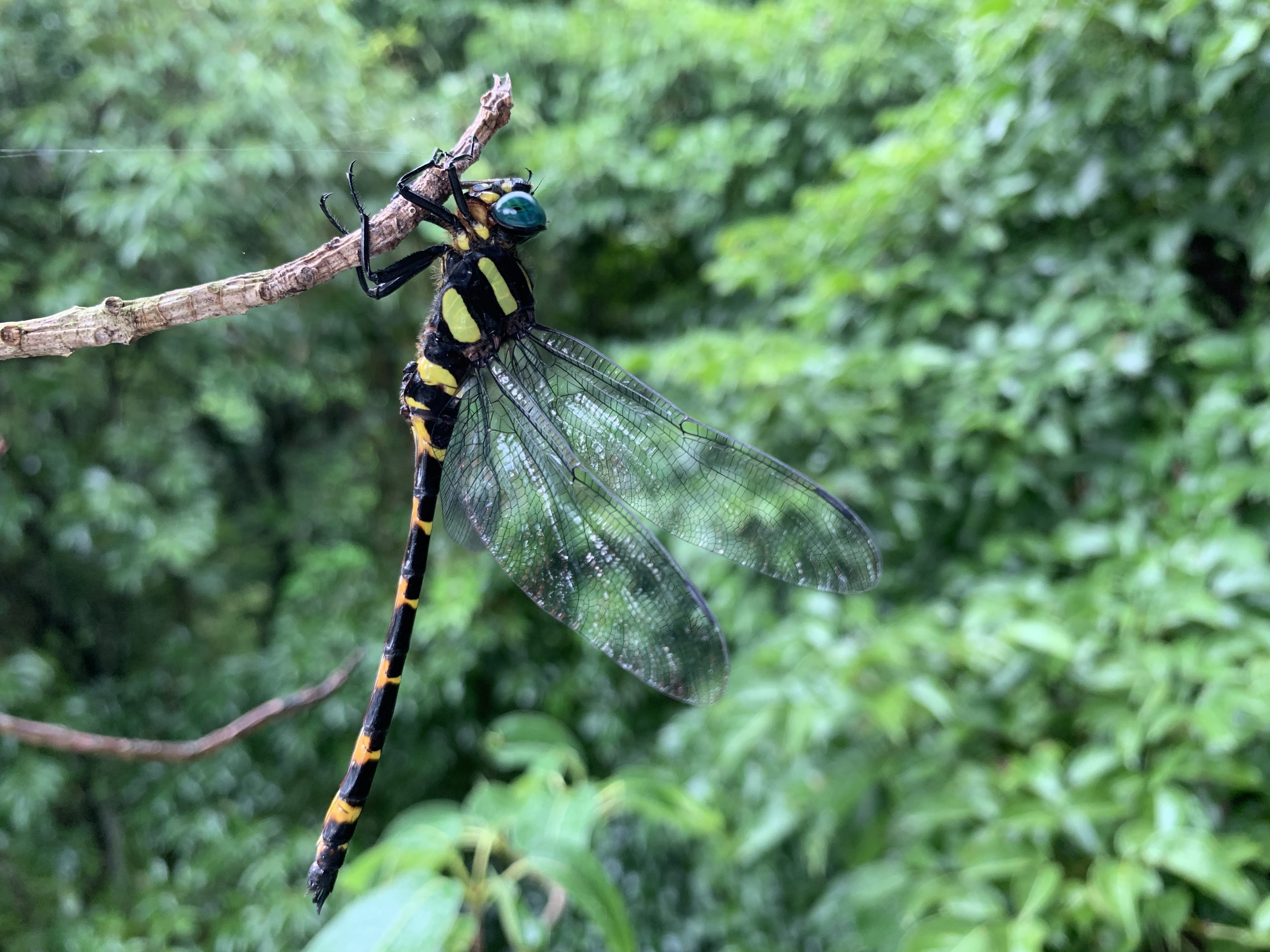 翡翠水庫水域內「無霸勾蜓」 體型最大，臺灣唯一稀有保育類蜻蜓