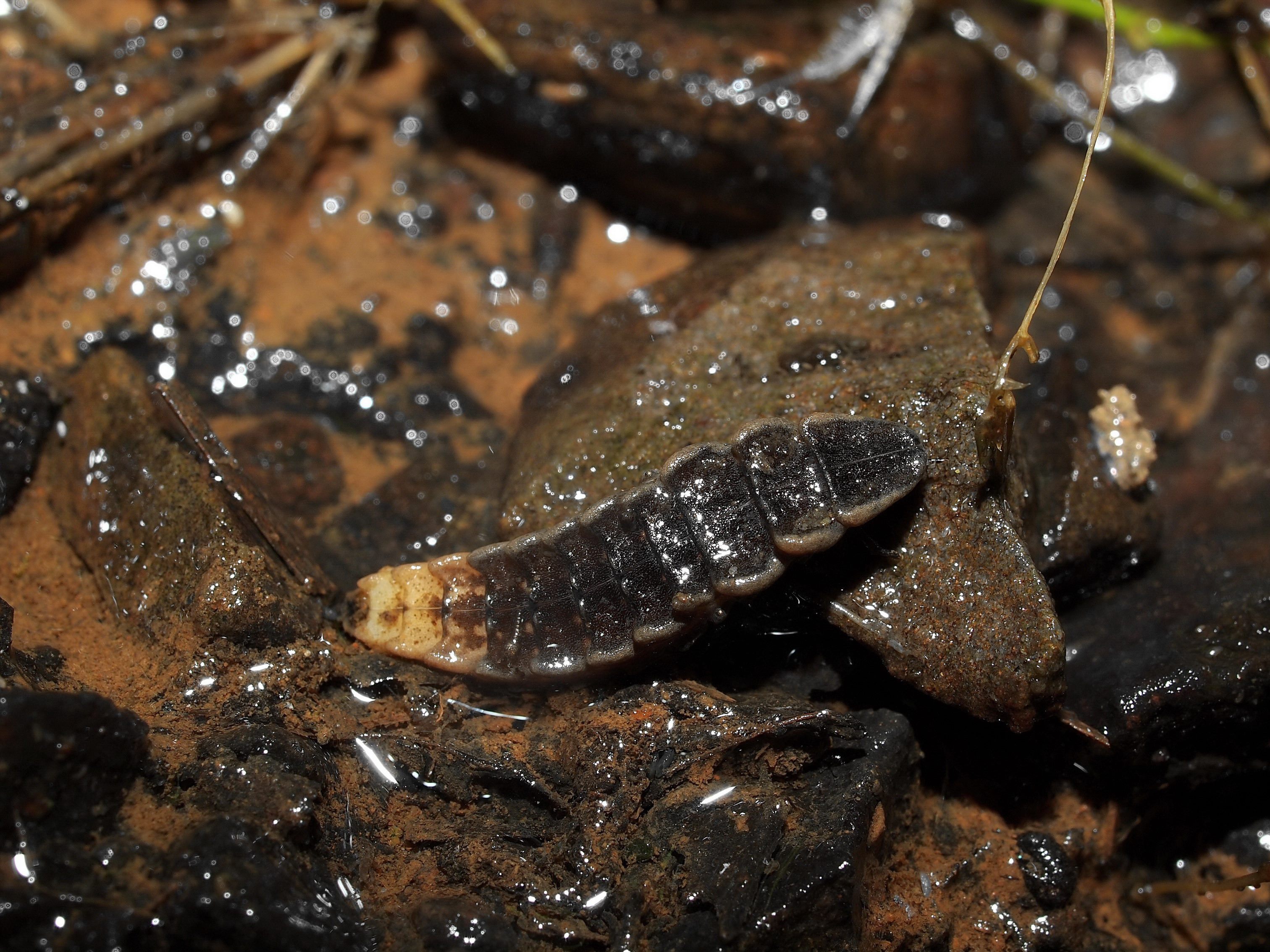 翡翠水庫珍貴稀有保育類「鹿野氏黑脈螢」的幼蟲
