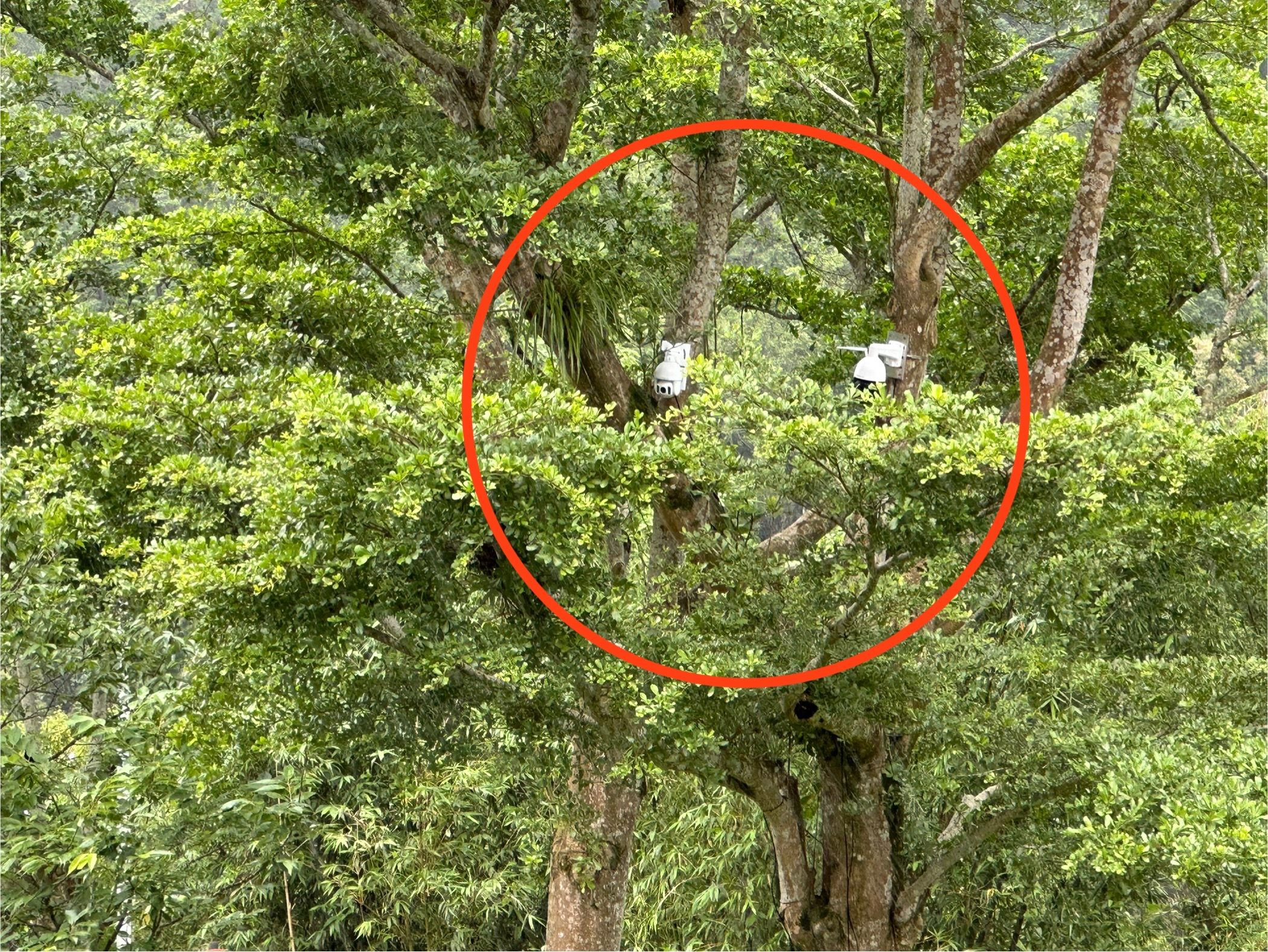 臺灣藍鵲一家族，築巢於翡翠水庫管理局辦公室前樹上