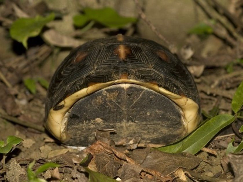 食蛇龜在遇到驚嚇時，會將頭、尾、四肢縮入龜甲，將腹甲緊閉，故又稱「黃緣閉殼龜」