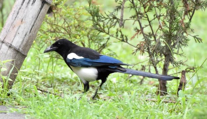 Exploring Ecology Through Birdsong in Songshan Cultural and Creative Park_img_04