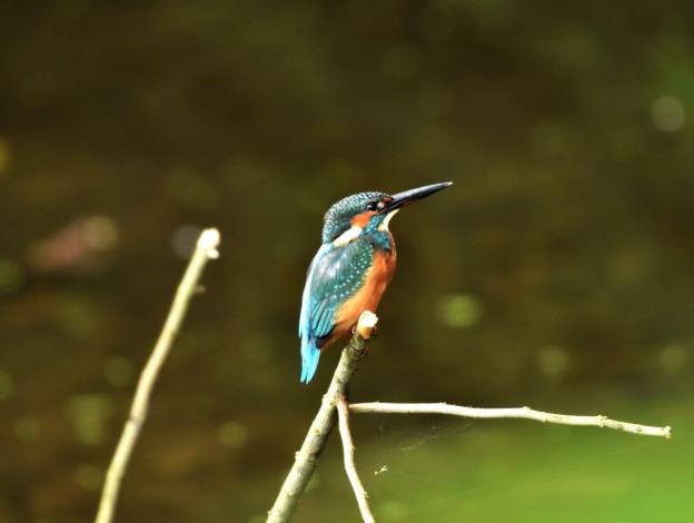 Exploring Ecology Through Birdsong in Songshan Cultural and Creative Park_img_02