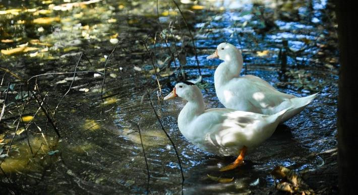 Exploring Ecology Through Birdsong in Songshan Cultural and Creative Park_img_01