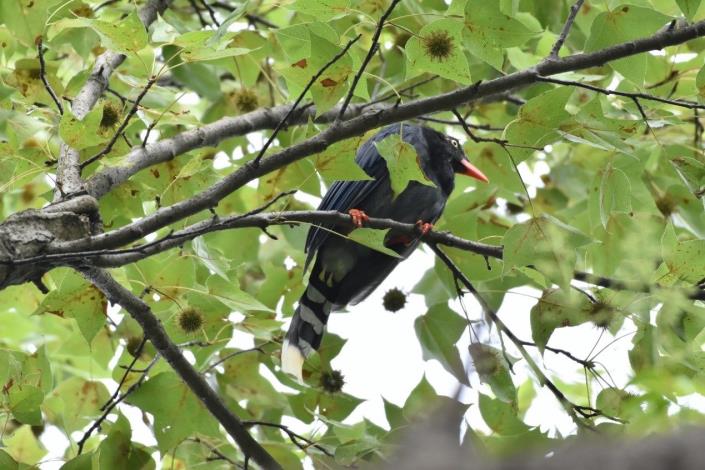 Exploring Ecology Through Birdsong in Songshan Cultural and Creative Park_img_03