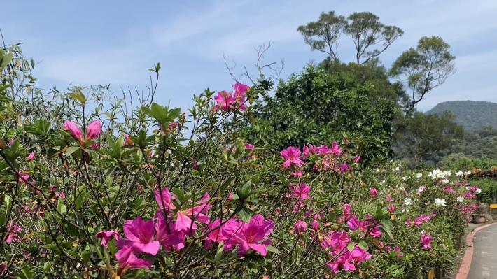 動物園站外杜鵑花盛開2