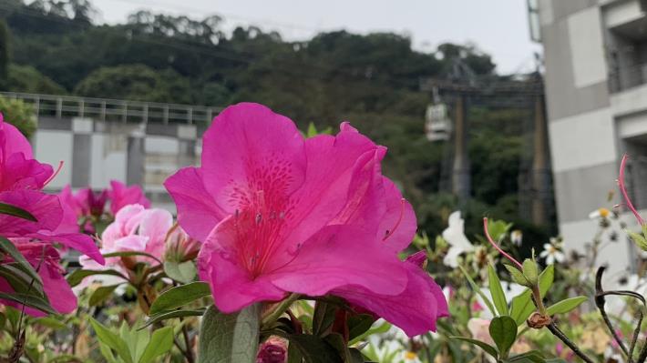 動物園站外杜鵑花盛開3