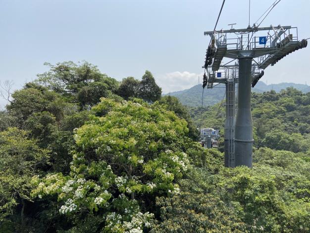 貓空山區桐花綻放(3)