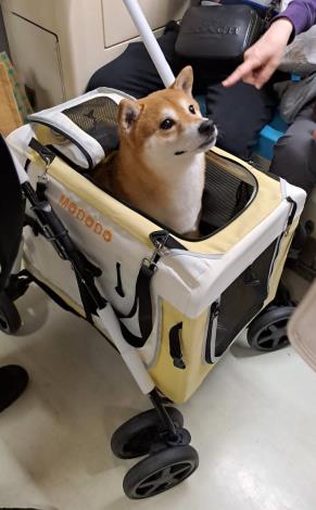 狗狗友善列車出發(7)