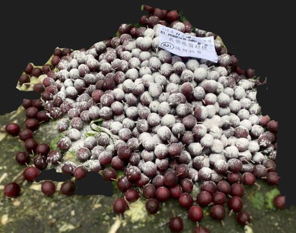 農藥檢驗不合格銷毀作業2(百香果)