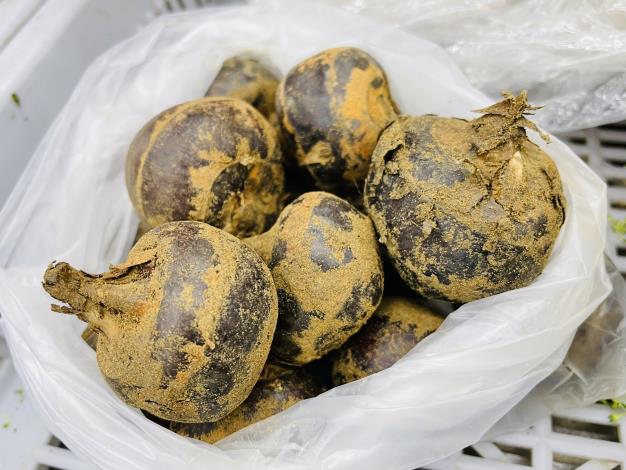 吉祥蔬果-道地獅子頭料理必備的荸薺