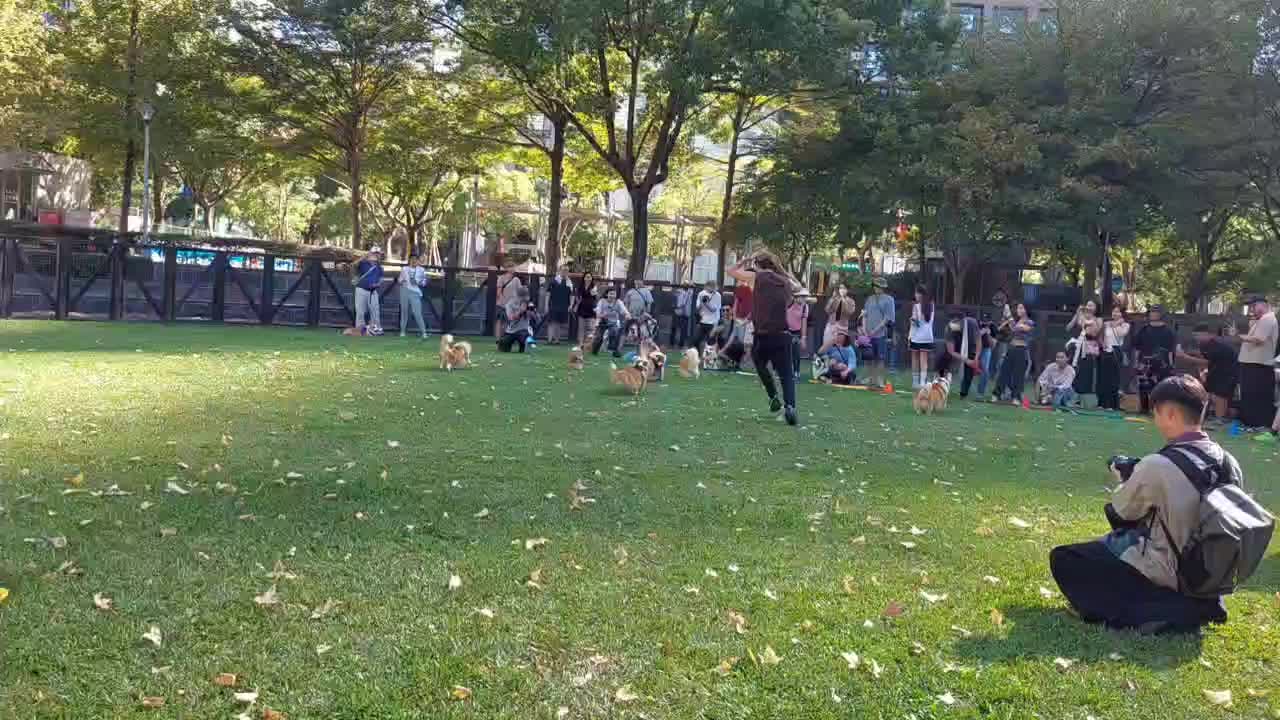 「2025臺北狗狗運動嘉年華-柯基PK大賽」今（18）於信義廣場熱鬧登場