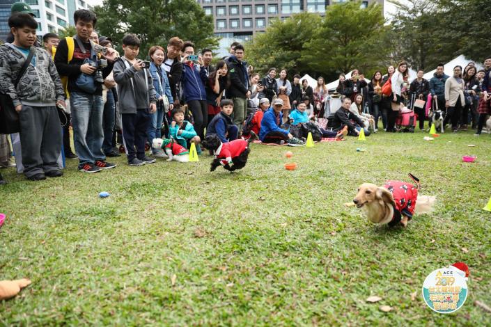 圖13. 狗狗們在毛孩障礙賽中奮力衝刺