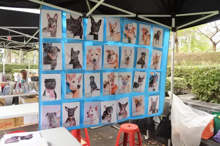 圖6. 臺北市動物保護處待認養狗狗照片牆