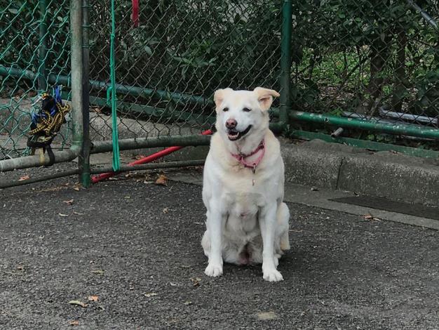 圖2.動物之家銀齡犬隻等你認養給予保障