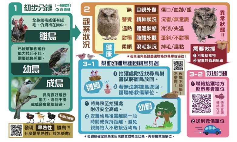 圖3. 撿到野鳥這樣做!(特有生物研究保育中心野生動物急救站提供)
