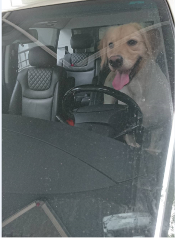 圖1._犬隻不得單獨留置於汽車內。